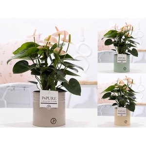 Anthurium pink (Spirit) in P&PURE zinc Louise 4 ass.3;