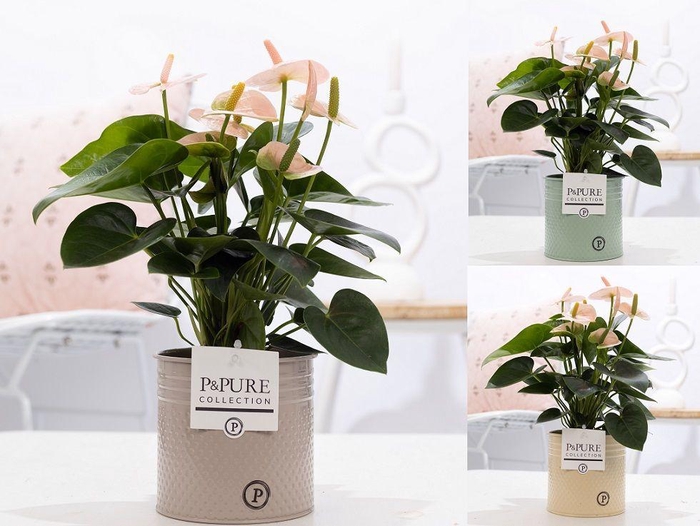 <h4>Anthurium pink (Spirit) in P&PURE zinc Louise 4 ass.3;</h4>