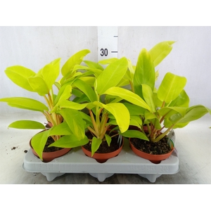 Philodendron  'Malay Gold'