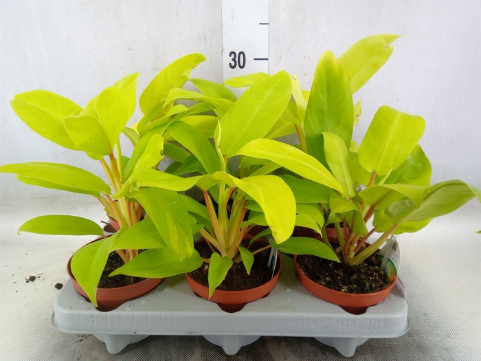 <h4>Philodendron  'Malay Gold'</h4>