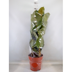 Ficus elastica 'Robusta'