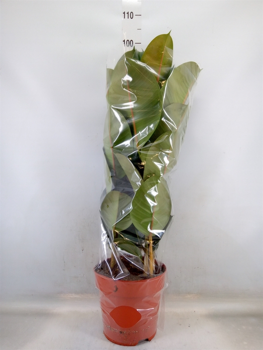 <h4>Ficus elastica 'Robusta'</h4>