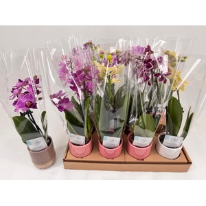 PHAL MINI
