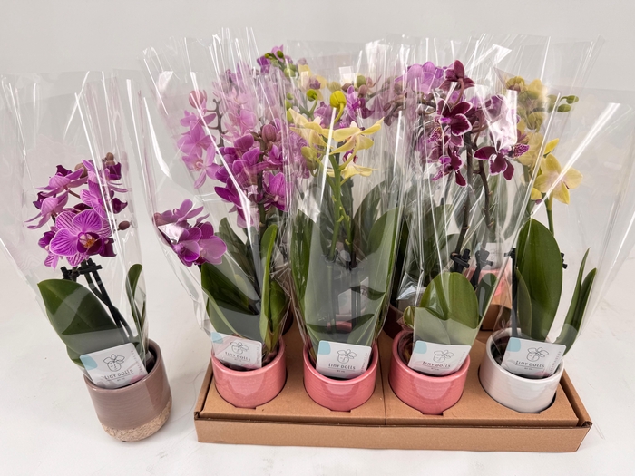 <h4>PHAL MINI</h4>