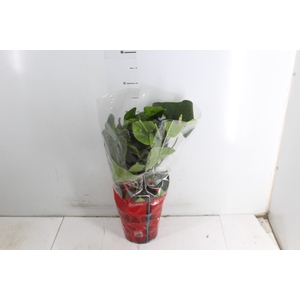 ANTHURIUM GREEN KING P17