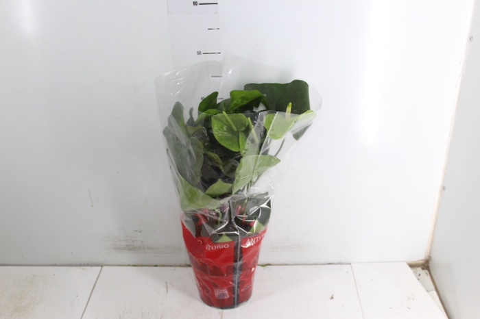 ANTHURIUM GREEN KING P17