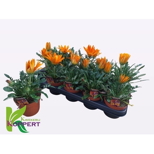 GAZ R N DA CL ORANGE