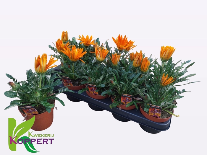 <h4>GAZ R N DA CL ORANGE</h4>