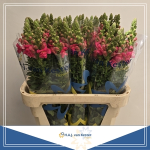 ANTIR MONACO ROSE