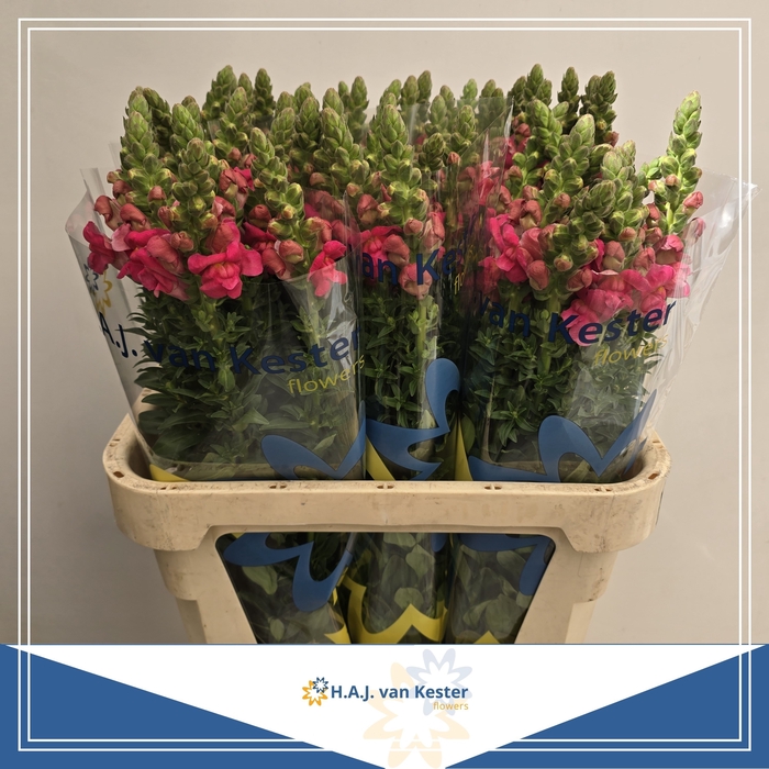 <h4>ANTIR MONACO ROSE</h4>