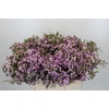 Chamelaucium Dancing Queen
