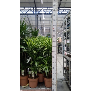 Dracaena fr de 'LemonLime'