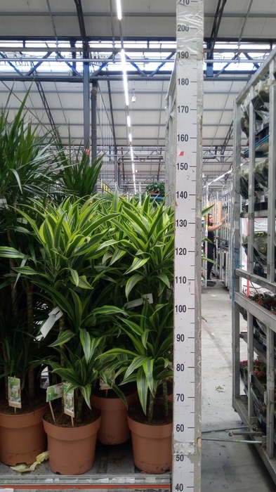 <h4>Dracaena fr de 'LemonLime'</h4>