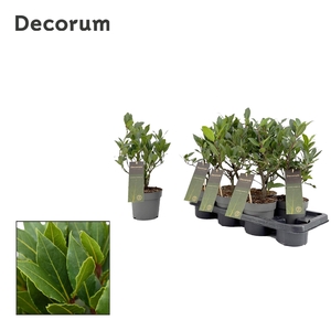 Laurus nobilis Struik