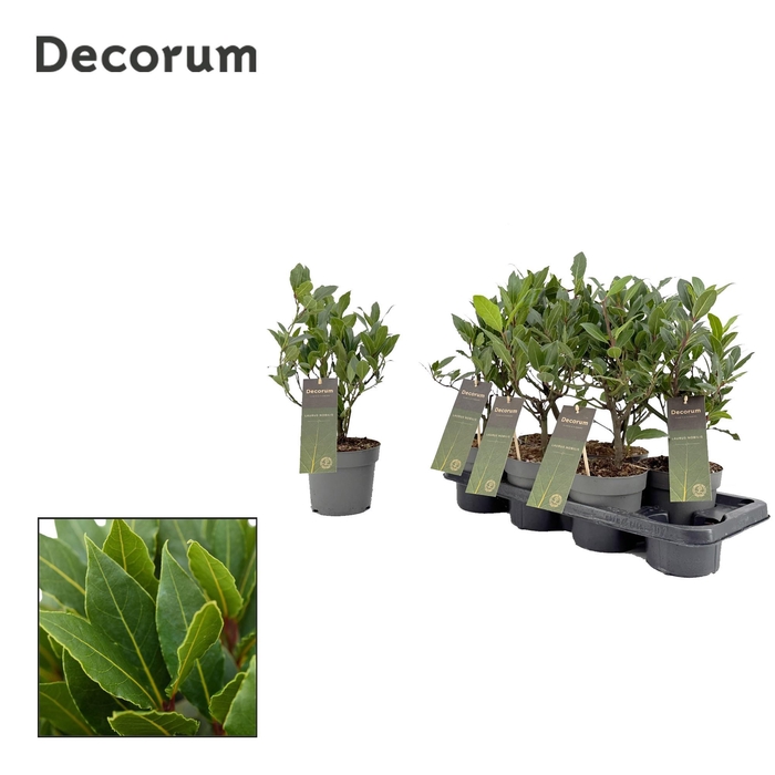 <h4>Laurus nobilis Struik</h4>