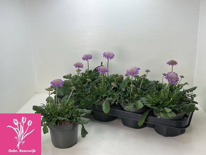 <h4>SCAB COLUMBARIA</h4>