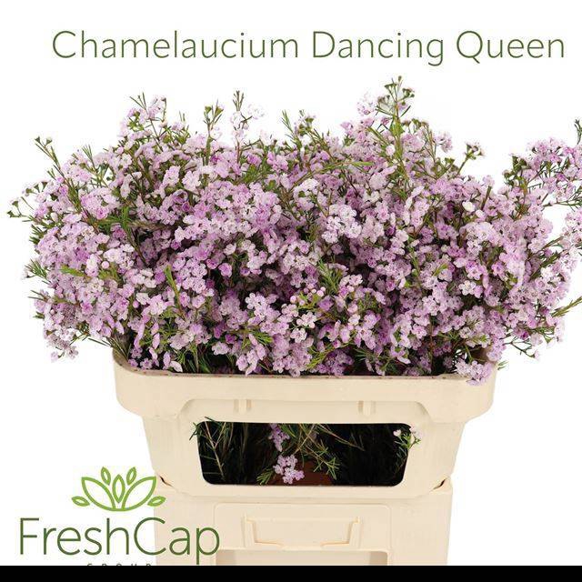 <h4>CHAME UN DANC QUEEN</h4>