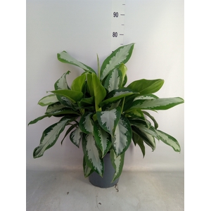 Aglaonema  'Diamond Bay'