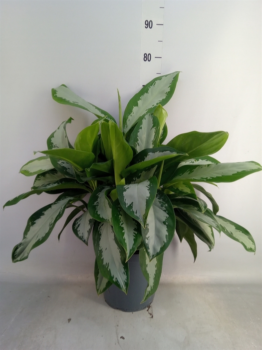 <h4>Aglaonema  'Diamond Bay'</h4>