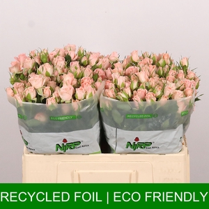 R TR LOVELY ROSEVER
