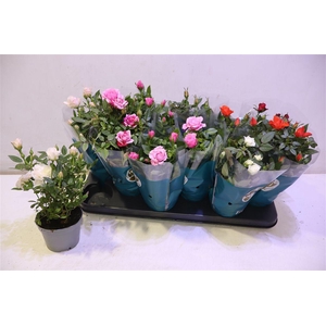 arr8 Ro Star Roses Gem