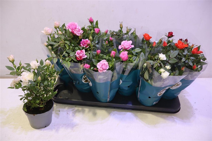 <h4>arr8 Ro Star Roses Gem</h4>