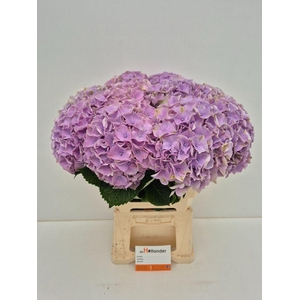 Hydrangea macrophylla My Beautiful Minerva