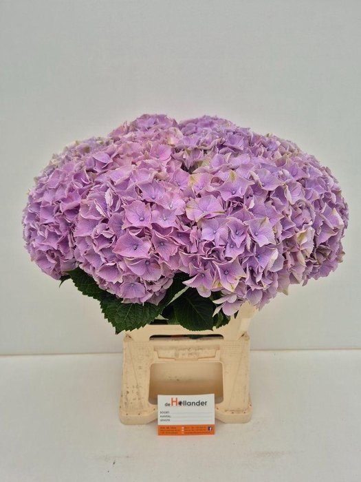 <h4>Hydrangea macrophylla My Beautiful Minerva</h4>
