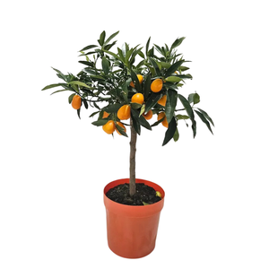 Citrus hystrix
