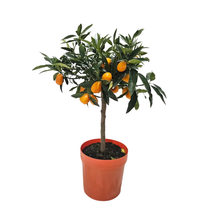 <h4>Citrus hystrix</h4>
