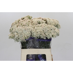 OZOTH COOKS SNOW WHI