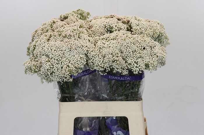 <h4>OZOTH COOKS SNOW WHI</h4>