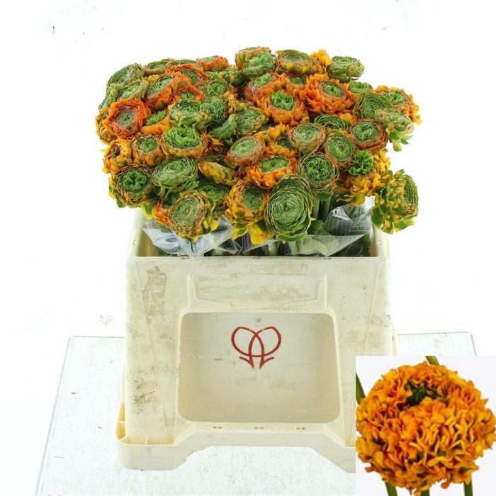 <h4>RAN PON PON MERLINO</h4>