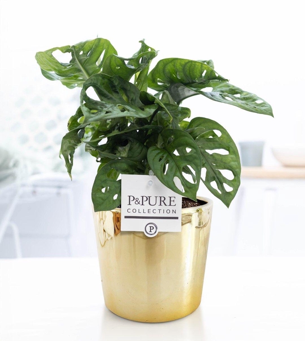 <h4>Monstera Adansonii in P&PURE Laryssa ceramics shiny gold</h4>