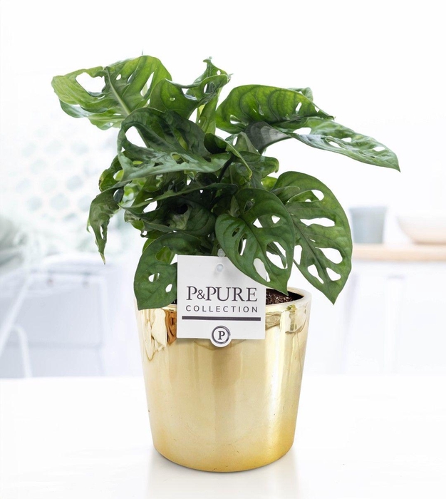 <h4>Monstera Adansonii in P&PURE Laryssa ceramics shiny gold</h4>