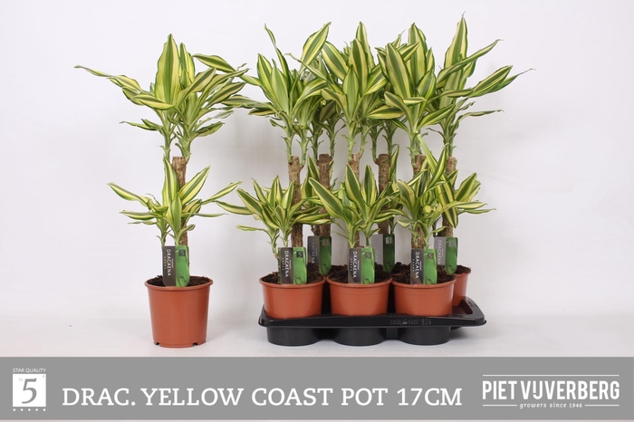 Dra Frag Yello Coast