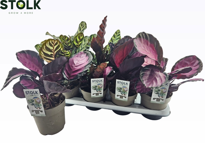 <h4>CALAT GEM 4 SRT</h4>