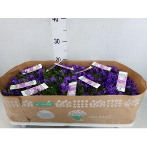 Campanula porten. 'Ambella In Prpl'