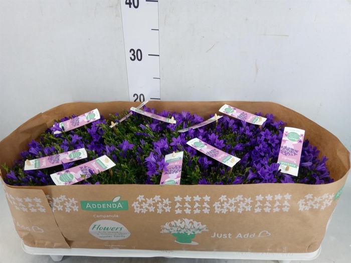 <h4>Campanula porten. 'Ambella In Prpl'</h4>