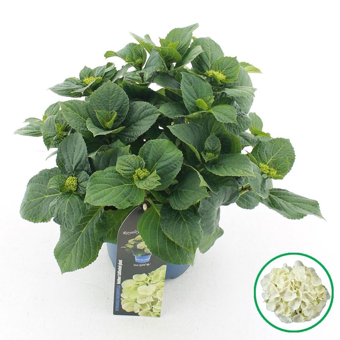 <h4>Hydrangea macr. Royalty® 'Ice Girl'® C3.5 (20cm.) Kn.</h4>