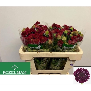 SCAB RASPBERRY SCOOP