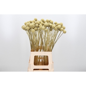 Craspedia Kl Bh Goud Xl