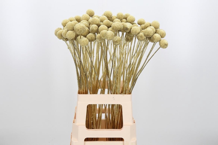 <h4>Craspedia Kl Bh Goud Xl</h4>