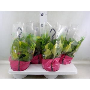 Philodendron scand. 'Brasil'