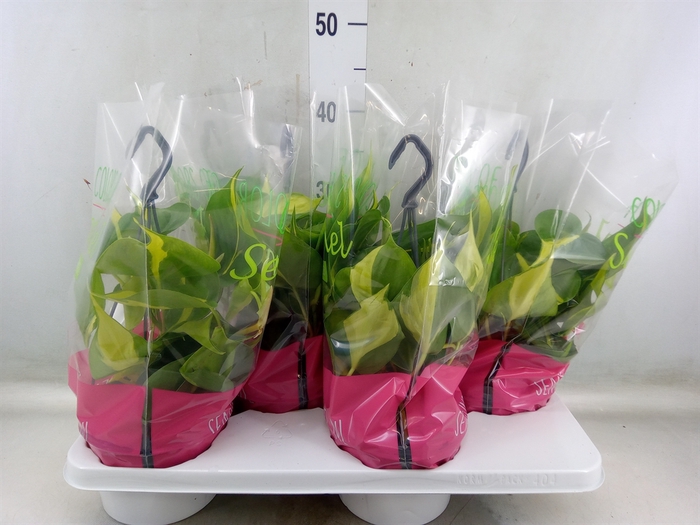 <h4>Philodendron scand. 'Brasil'</h4>