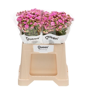 Kalanchoe taffy pink meadow