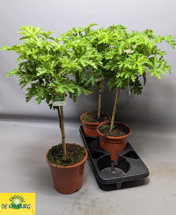 <h4>PEL GRAV LEMON TREE</h4>