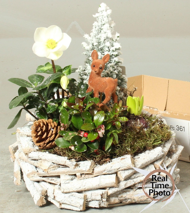 <h4>ARR TUINPLANTEN</h4>