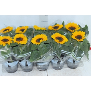 GIRASSOL MINI SUN BRIGHT P11