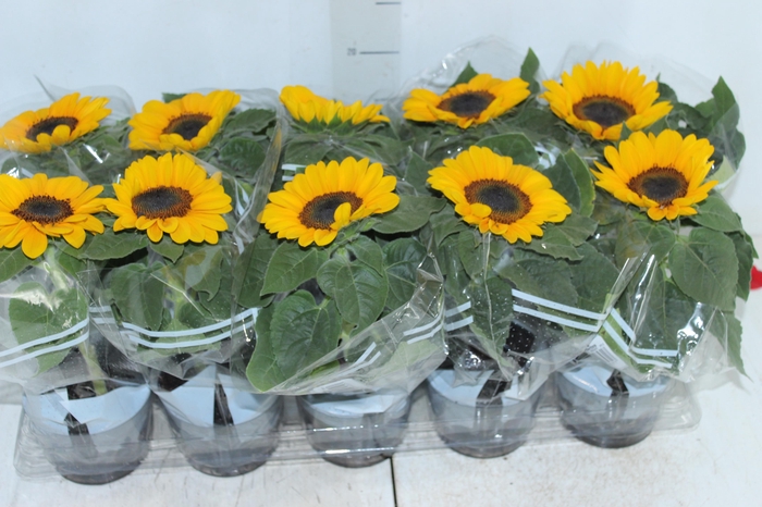 <h4>GIRASSOL MINI SUN BRIGHT P11</h4>